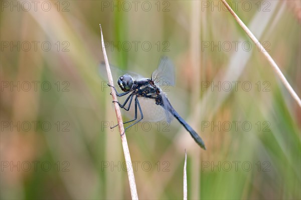 Black Darter