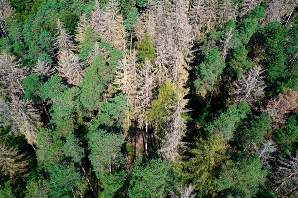 Drone image of dead spruce standing in the stand