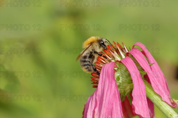 Common carder bee