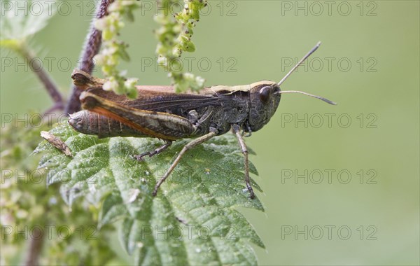 Meadow grasshopper