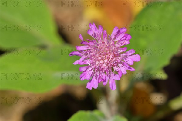 Pincushion flower