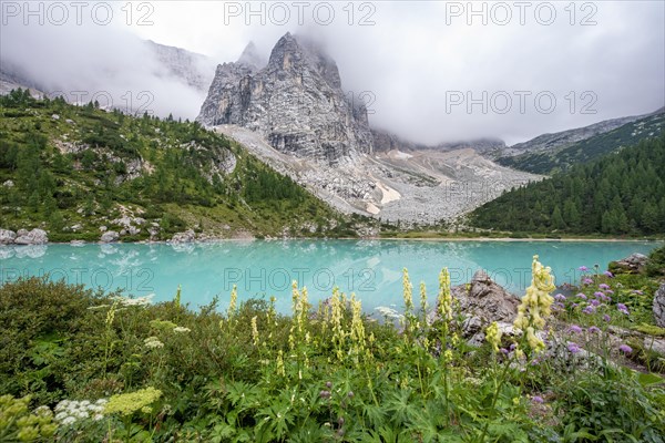 Flowers at the turquoise green mountain lake