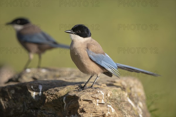 Azure-winged magpie