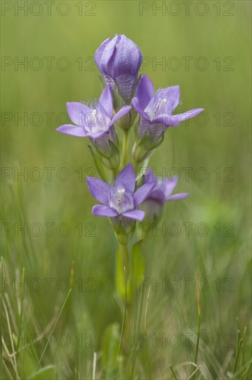 Chiltern gentian