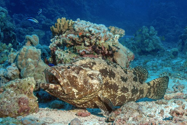 Bullhead grouper