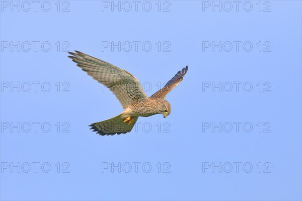 Common kestrel