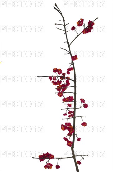 Flowers on spindle bush