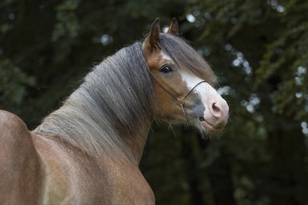 Portrait of a young cold-blooded gelding