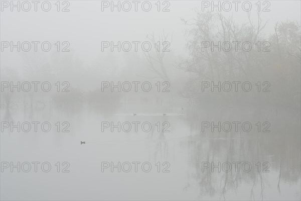 Fog in the Moor