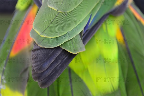 Blue-fronted amazon