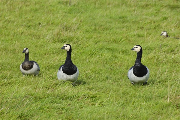 Barnacle geese