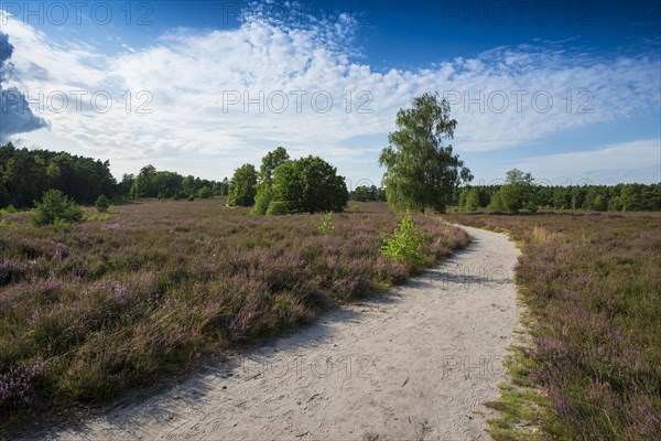 Flowering heath and hiking trail