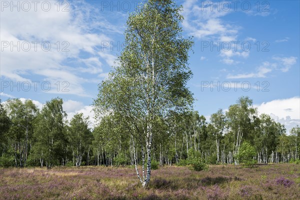 Flowering heath and birch trees