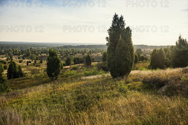 Flowering heath and juniper