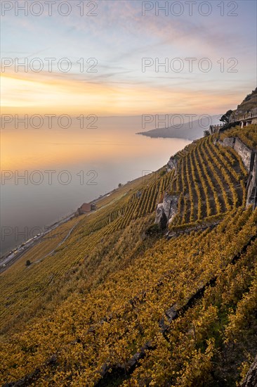 Vineyards in autumn near Chexbres