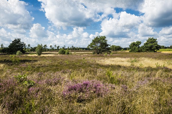Flowering heath