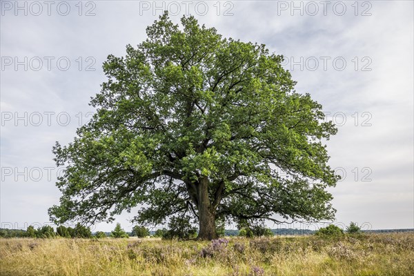 Oak and flowering heath