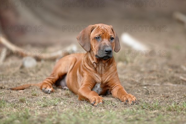 Rhodesian ridgeback domestic dog