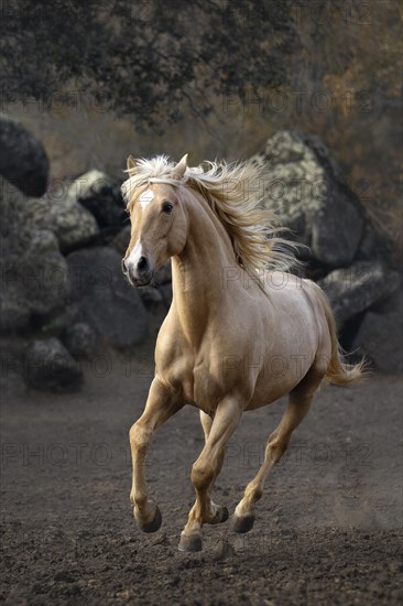 Spanish Palomino stallion at a gallop