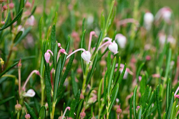 Bog rosemary