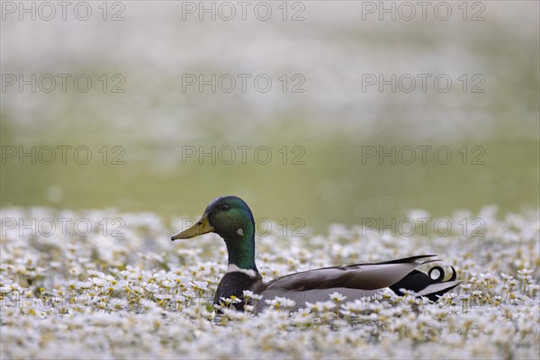 Mallard