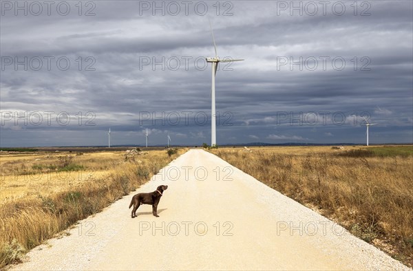 Dog in front of wind turbines on the Paramo de Masa plateau