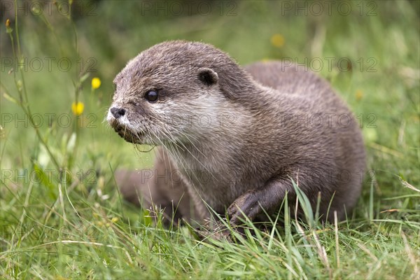 Oriental small clawed otter