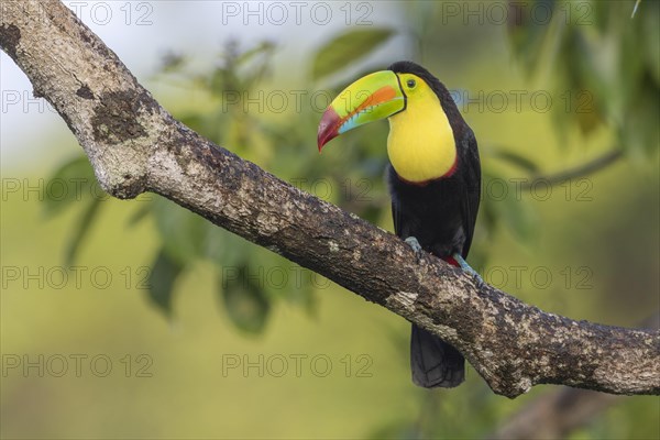 Fishing toucan also called Keel billed Toucan