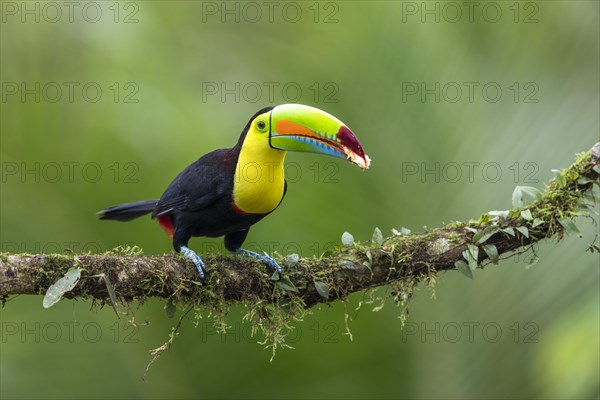 Fishing toucan also called Keel billed Toucan