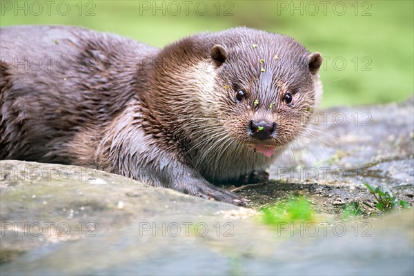 European otter