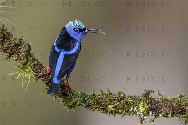 Turquoise Honeycreeper or Red-footed Honeycreeper