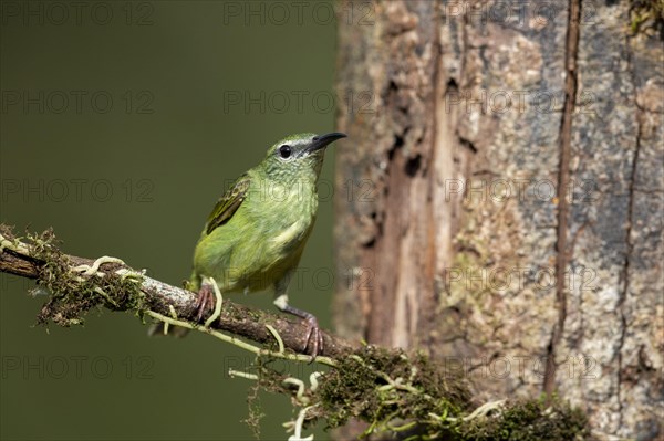 Shining honeycreeper