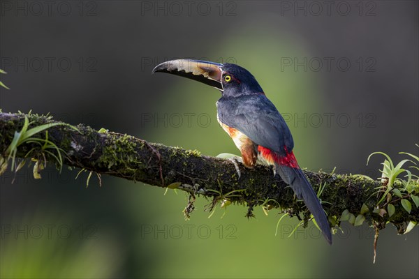 Collared aracari