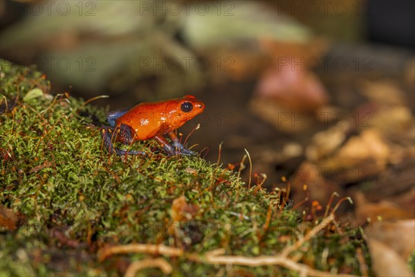 The strawberry poison-dart frog