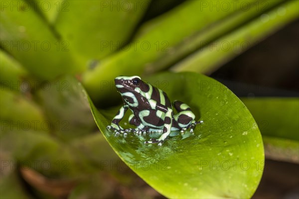 Green and black poison dart frog