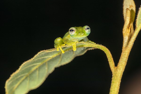 Emerald glass frog