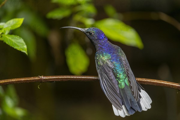 Violet Sabrewing