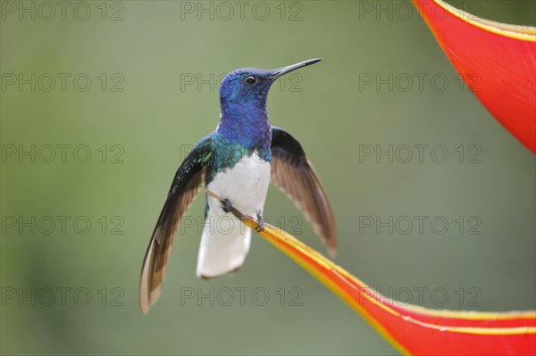 White necked jacobin