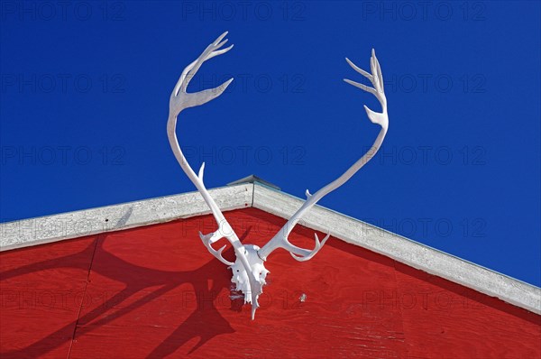 Antlers of a reindeer on a red house