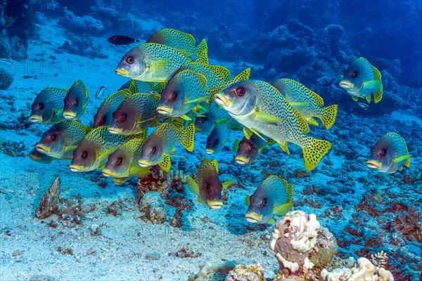 Shoal of blackspotted rubberlip