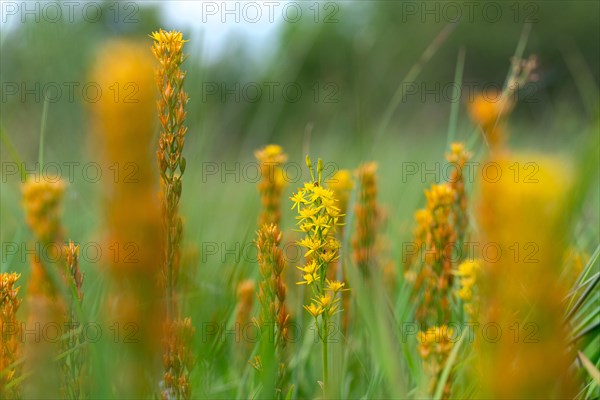 Bog Asphodel