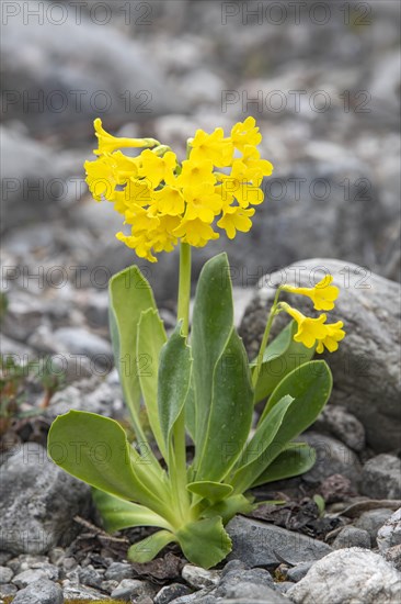 Auricula