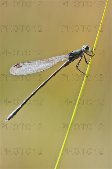 Willow Emerald Damselfly