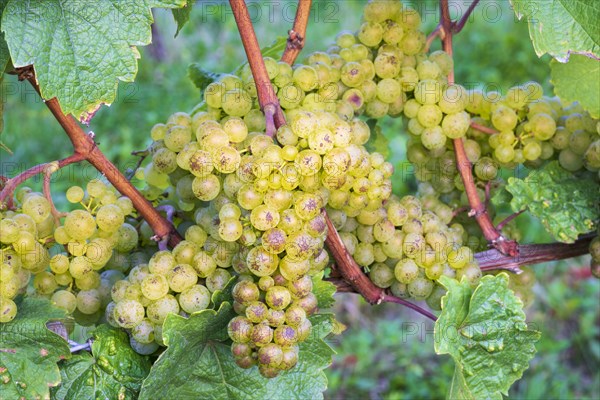 Grapes