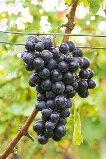 Blue grapes