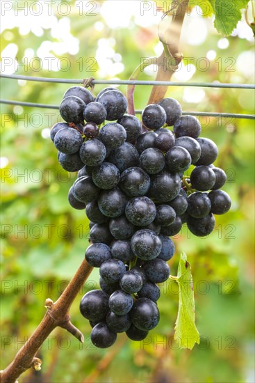 Blue grapes