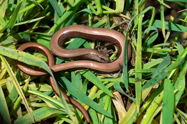 Western slow worm