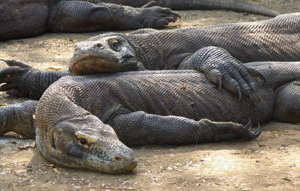 Free-living juvenile komodo dragons