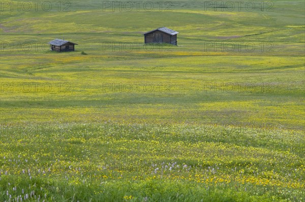 Alpine meadow