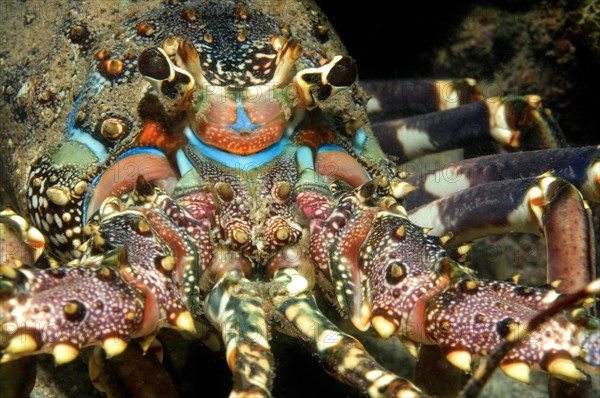 Close-up of head of crested crayfish